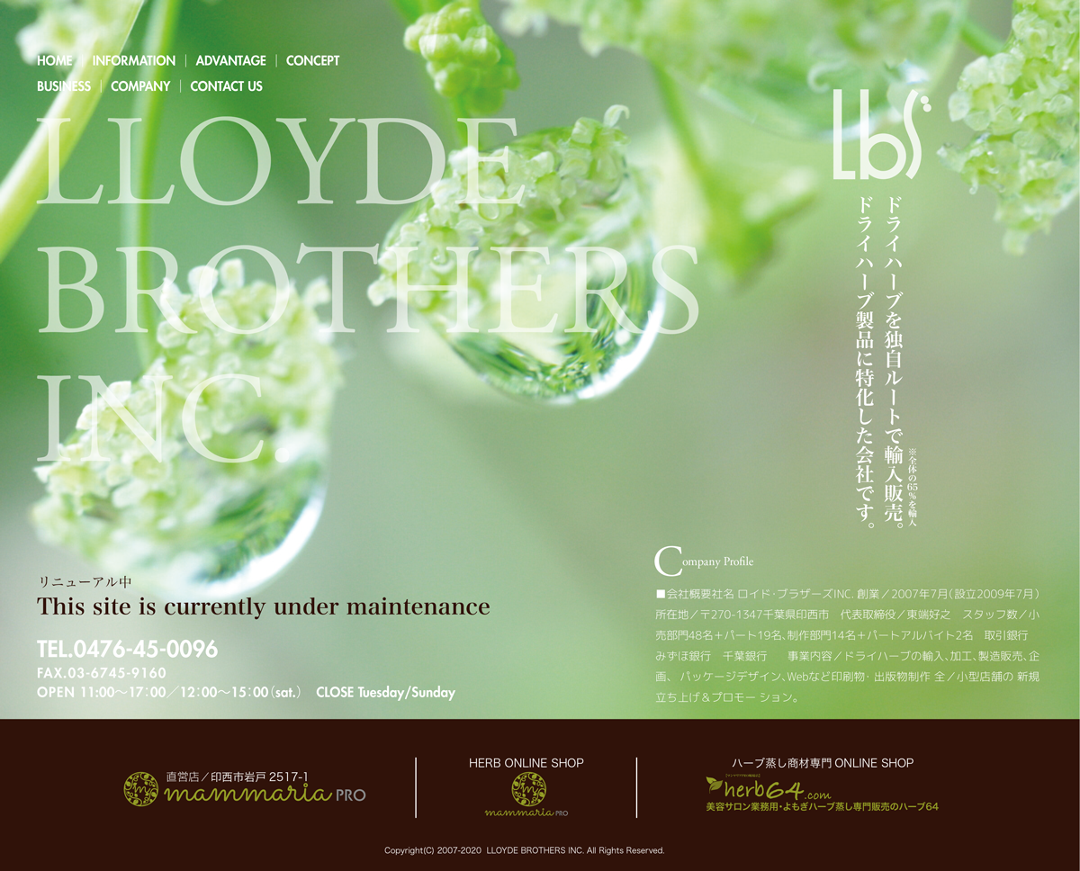 �܂�܂肠,�}���}���A,mammaria